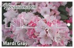 RHODODENDRON Mardi Gras