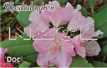 RHODODENDRON Doc Yak