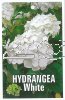 HYDRANGEA White