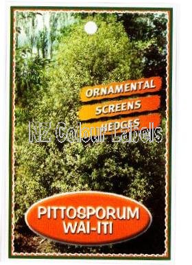 PITTOSPORUM Wai-iti - Click Image to Close