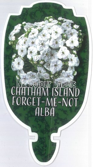 MYOSOTIDIUM hortensia ALBA [White Chatham Island Forget-me-not] - Click Image to Close