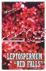 LEPTOSPERMUM Red Falls