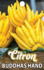 CITRON Buddhas Hand