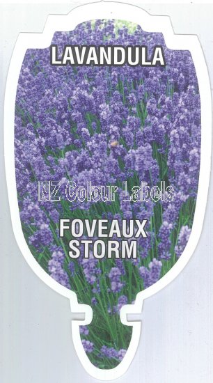 LAVANDULA angustifolia Foveaux Storm - Click Image to Close