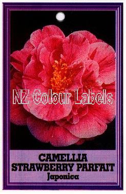 CAMELLIA Strawberry Parfait Jap. - Click Image to Close