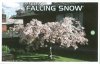 PRUNUS subhirtella FALLING SNOW