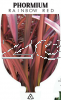 PHORMIUM RAINBOW RED