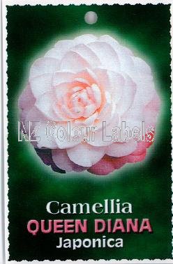 CAMELLIA Queen Diana - Click Image to Close