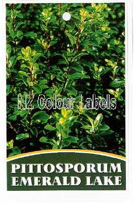 PITTOSPORUM tenuifolium Emerald Lake - Click Image to Close