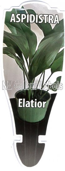 ASPIDISTRA elatior - Click Image to Close