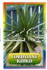 CORDYLINE Kirkii