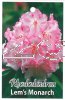 RHODODENDRON Lems Monarch