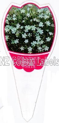 DIANTHUS Single White - Click Image to Close