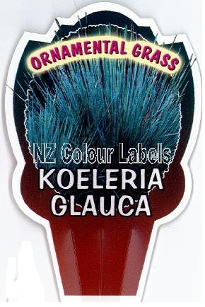 KOELERIA Glauca - Click Image to Close