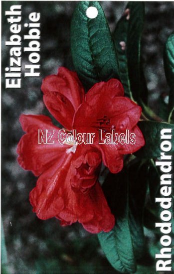 RHODODENDRON Elizabeth Hobbie - Click Image to Close