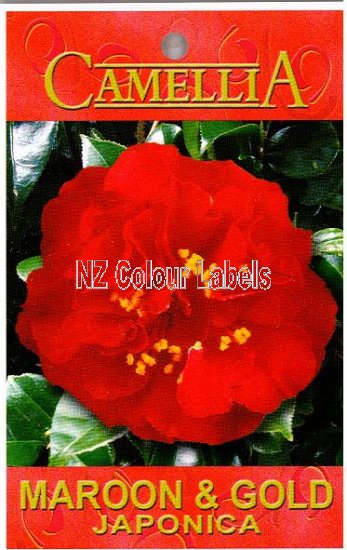 CAMELLIA Maroon & Gold Japonica - Click Image to Close