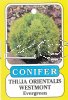 Thuja Orientalis Westmont