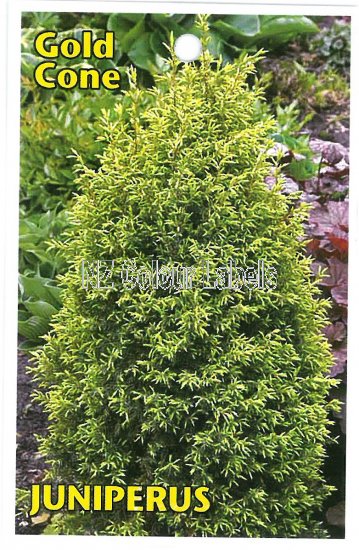 JUNIPER communis GOLD CONE - Click Image to Close