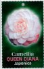 CAMELLIA Queen Diana