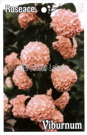 VIBURNUM Roseace - Click Image to Close