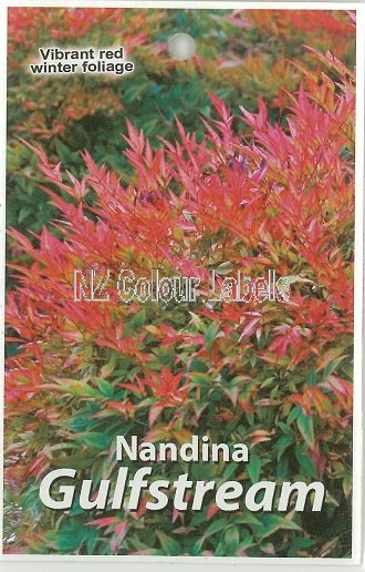 NANDINA domestica Gulfstream - Click Image to Close