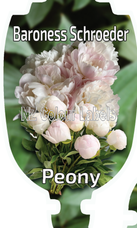 PAEONIA BARONESS SCHROEDER - Click Image to Close