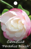 CAMELLIA Paradise Blush