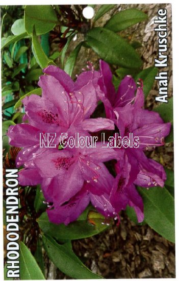 RHODODENDRON Anah Kruschke - Click Image to Close