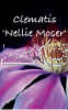 CLEMATIS NELLIE MOSER