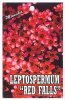 LEPTOSPERMUM Red Falls