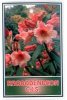 RHODODENDRON Cis