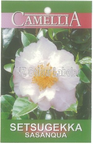 CAMELLIA Setsugekka Sasanqua - Click Image to Close