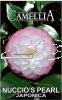 CAMELLIA Nuccios Pearl Japonica