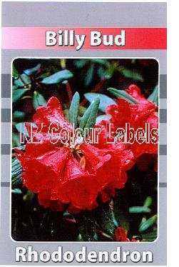 RHODODENDRON Billy Bud - Click Image to Close