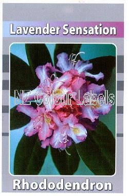 RHODODENDRON Lavender Sensation - Click Image to Close