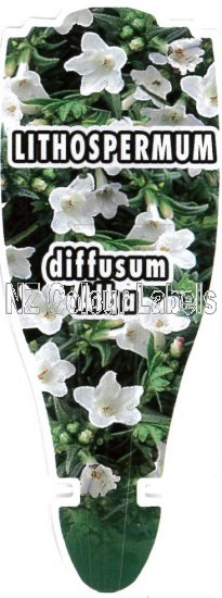 LITHOSPERMA diffusum alba - Click Image to Close