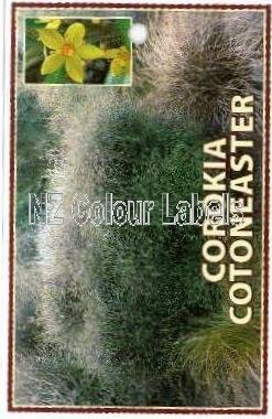 COROKIA Cotoneaster - Click Image to Close