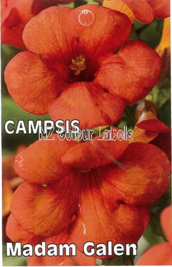 CAMPIS radicans Madame Galen - Click Image to Close