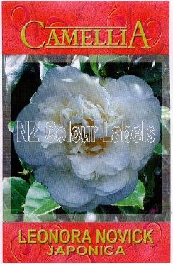 CAMELLIA Leonora Novick - Click Image to Close