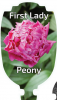 PEONY FIRST LADY