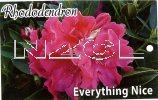 RHODODENDRON Everything Nice