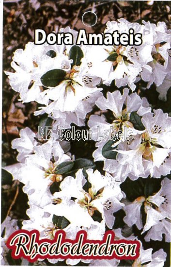 RHODODENDRON Dora Amateis - Click Image to Close