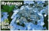 HYDRANGEA Blue Deckle