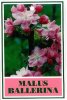 MALUS Ballerina