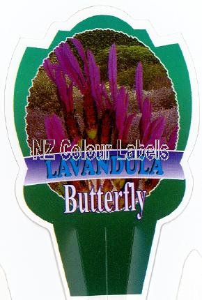 LAVANDUA Butterfly - Click Image to Close