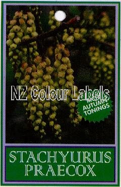 STACHYURUS praecox - Click Image to Close