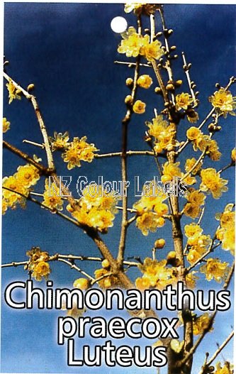 CHIMONANTHUS praecox Luteus - Click Image to Close