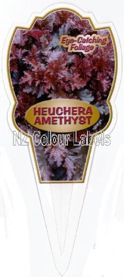 HEUCHERA Amethyst - Click Image to Close