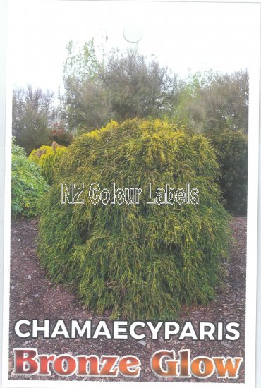 CHAMAECYPARIS pisifera BRONZE GLOW - Click Image to Close