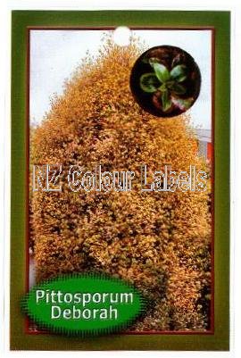 PITTOSPORUM t. Deborah - Click Image to Close